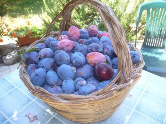980-agriturismosardegna055.jpg