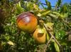 878-dpscamera_0095.jpg