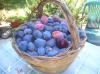 980-agriturismosardegna055.jpg